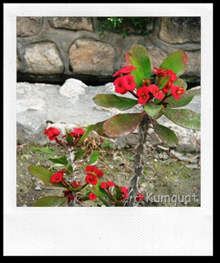 En macetas: Espina de Cristo